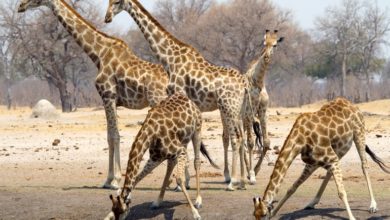 A tower of giraffes at a waterhole in Hwange National Park