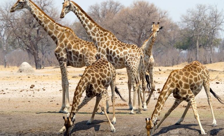 A tower of giraffes at a waterhole in Hwange National Park