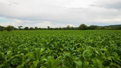 Tobacco output grew significantly after land takeovers